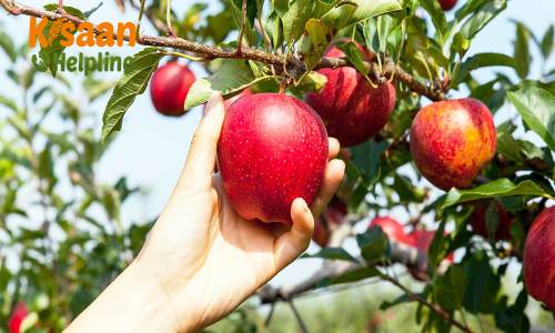 आइये जानते है सेब (Apple) के बारे में कुछ रोचक तथ्य, और सेब की व्यावसायिक खेती के बारे में